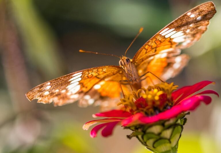 Macro de uma borboleta de asas laranjas e marrons pousada sobre uma flor rosa vibrante sob luz solar.